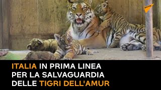 Italia in prima linea per la salvaguardia delle Tigri dell'Amur
