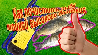 Чистим рыбу мойкой высокого давления Керхер