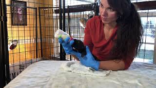 HOW TO GET YOUR DOG TO PRODUCE MILK ; MOTHER DOG NOT WANTING TO CARE FOR HER PUPPIES ; HOME CARE