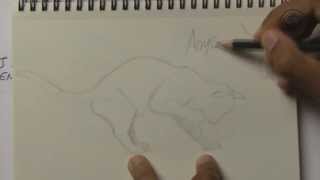 3 principes pour dessiner un animal en mouvement - 30 jours de dessin #20
