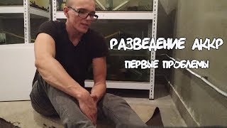 Разведение австралийского рака в аквариумах (первые мысли)
