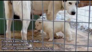 Мама - лучший телохранитель!