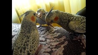 Попугай и палочка :) Parrot and wand.  Corella parrot. Смешно играют.