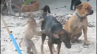 Funny Dog and Monkey Mating Fail(new)