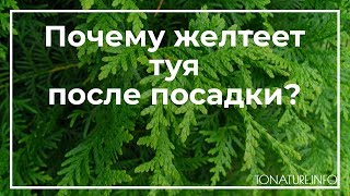 Почему желтеет туя после посадки? | toNature.Info