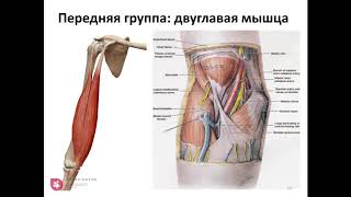 Как сделать УЗИ локтевого сустава?