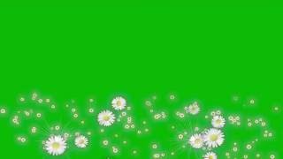 Flowers Green Screen Animation Daisies  / Футаж Ромашки Хромакей
