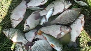 Ловля карася летом. Простая рыбалка на карася.20.08.2016. Simple fishing.