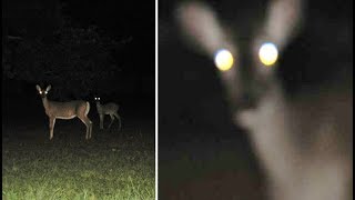 These People Encountered These Animals But Something Wasn't Right