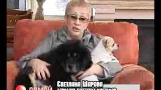 Питомник Тибетских мастифов "Наследие Тибета"