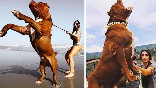 ▽ 20+ самых опасных пород собак