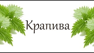 Как цветёт крапива дома (цвет крапивы)