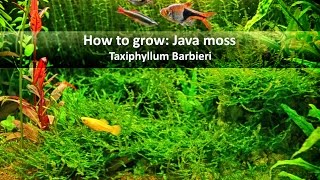 How to grow Java moss | Basics