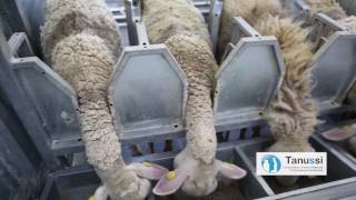 Αρμεγμα προβατων, Mjelje delesh, Milking sheep