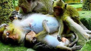 Little Kari Try To Disturb Baby Lori While She Is Sucking Milk| Amari| Sleeping  For Dolly Clean up