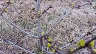 Dereń jadalny   Cornus mas  Pomocnik na winnicy