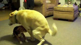 Insane Doggy Playtime