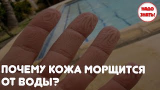 Почему кожа морщится от воды?