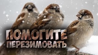 кормушка для птиц проще некуда