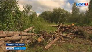 После выхода сюжета «Вестей» в Кузбассе выявили «чёрных лесорубов»