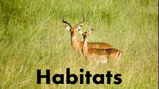 Habitats of Animals-What is a Habitat? -Video Lesson & Quiz for kids