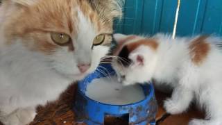 Котенок учится пить молоко!