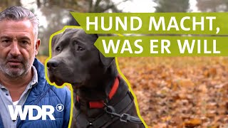 Von Missverständnissen zwischen Hund und Halter | Hunde verstehen  (4) | Tierratgeber | WDR