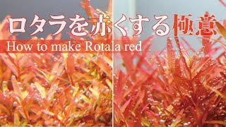 #59.ロタラを真っ赤にしたい！赤くならない原因とは？ How to make Rotala red