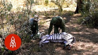 Meet the Veterinarians Saving Kenya’s Wild Animals