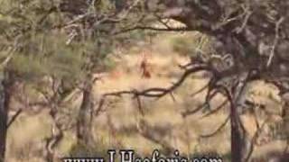 Hunting in Africa 1