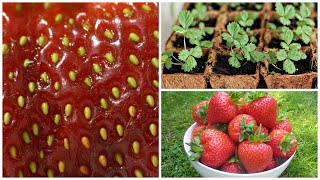 Секреты посадки земляники семенами. Коллекция редких сортов