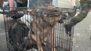 Эвакуация собак. Тулун. Наводнение