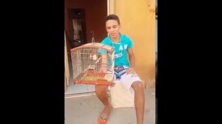 Papa capim"xaulim" canto tui tui..esta em 1lugar em canto rápido e canto lindo...?