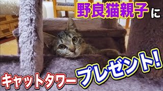 野良猫親子 子猫 キャットタワー 【野良猫親子にキャットタワーをプレゼントしてみた！】 Kitten Cat Japanese traditional house