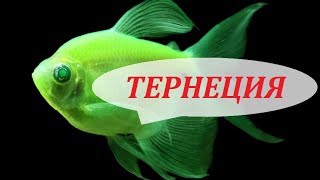 Тернеции в аквариуме. Глофиш, карамелька. Размножение, содержание и чем кормить.