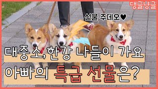 [댕글냥글] 대중소의 한강 나들이! 아빠가 준비한 특급 선물은?