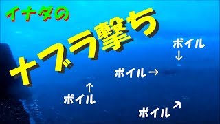 スーパーナブラに遭遇！捕食シーンも撮れたよ！　サーフ　イナダ　ショアジギング　2018.11