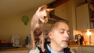 No.12 Sphynx cat San cuddles with daddy - San schmust mit "Männe" Nr.12