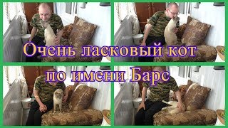 Очень ласковый кот по имени Барс