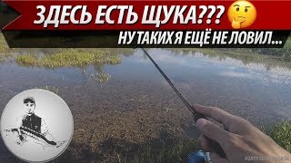 На болоте поймал больше чем на пруду на который приехал...Ловля окуня и щуки на ультралайт