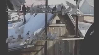Михаил Смолкин , г. Искитим (Новосибирская область), Россия