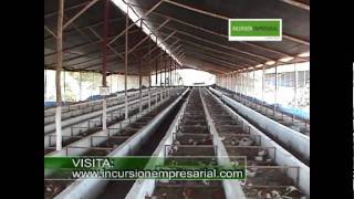 Crianza de Cuyes 2