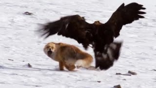 Birds of Prey Attacks ( Eagle, Falcon, Golden eagle). Атаки хищных птиц. Орел, сокол, беркут.