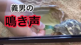 ヘルマンリクガメ 鳴き声