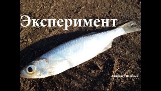 Как наловить живца осенью