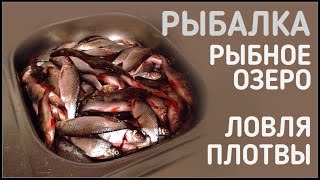 рыбалка / рыбное озеро / ловля плотвы на Гударье