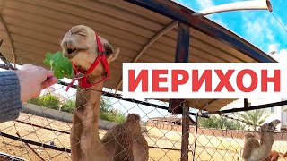 Иерихон Палестинская автономия Верблюды и окраины Иерихона