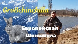 Настоящая Большая Шиншилла теперь в России/Цугшпитце Бавария/Дорога в Альпы