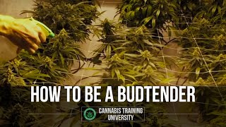 Marijuana Strains-How to be a Bud Tender