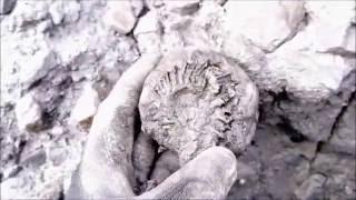 fossil hunting down folkestone foreshore UK